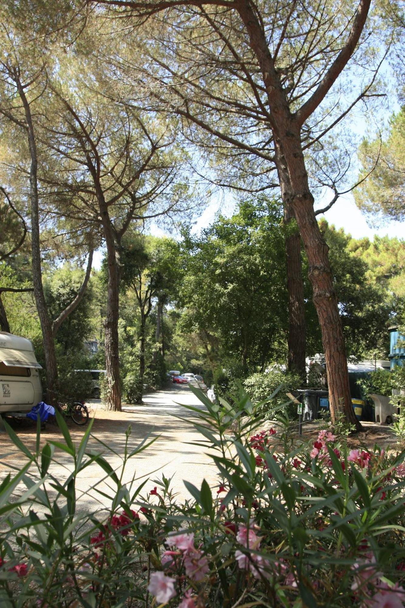 Camping Casa Di Caccia Marina Di Bibbona Exterior photo